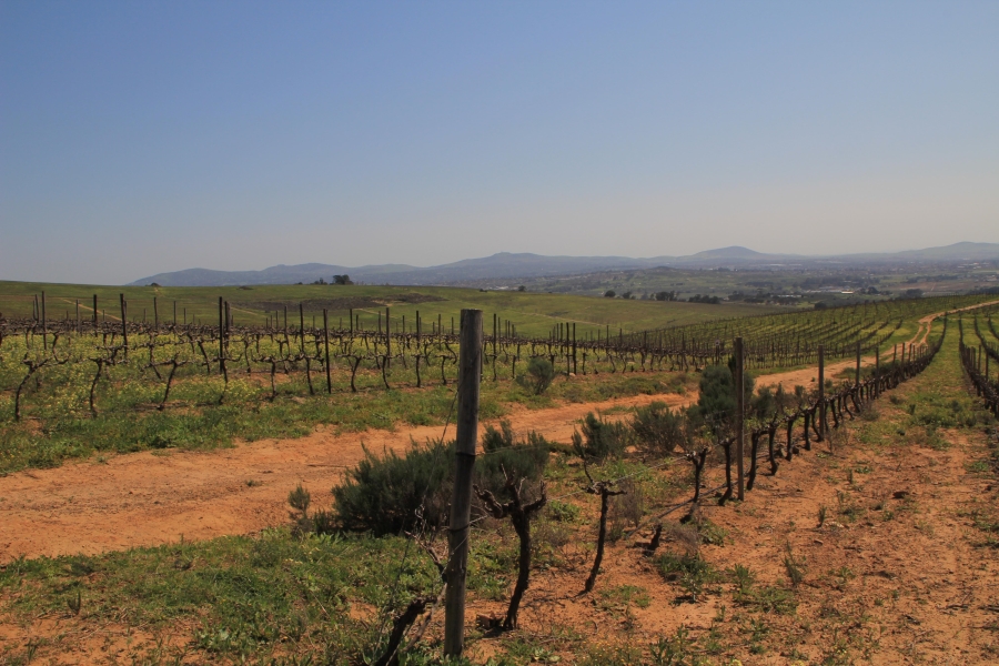 5 Bedroom Property for Sale in Stellenbosch Farms Western Cape